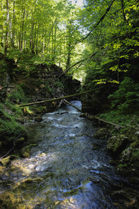 Stream flowing amidst trees in forest