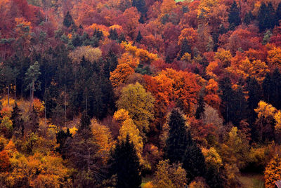 Pine trees in forest during autumn