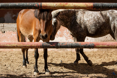 Horses standing in ranch