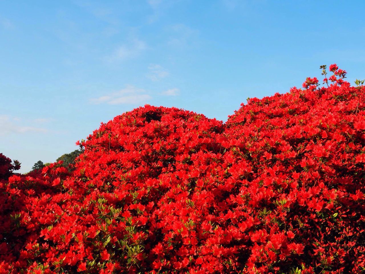 growth, red, freshness, nature, beauty in nature, flower, low angle view, no people, fragility, tree, sky, outdoors, day