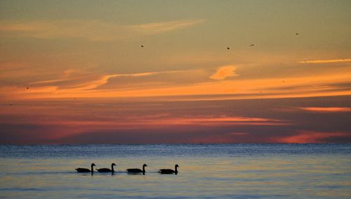 Silhouette birds swimming in lake erie against sky during sunset