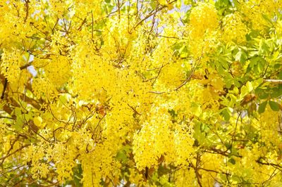 Close-up of yellow maple leaves on tree