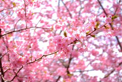 Close-up of cherry blossom