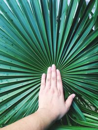 Cropped image of palm tree leaves