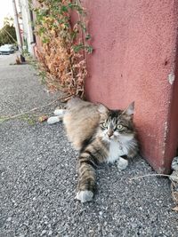 Portrait of cat on road in city