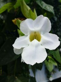 Close-up of white flower blooming outdoors