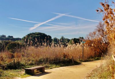 Plants growing on land against sky