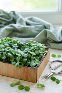 Microgreens of sunflowers. growing greens at home.