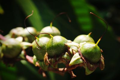 Close-up of fresh green plant