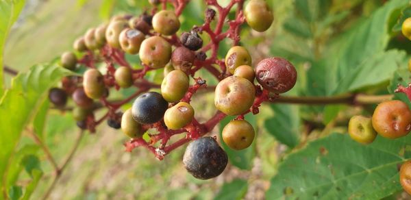 Close-up of berries growing on tree