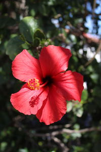 Close-up of red hibiscus flower