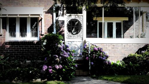 Plants growing by the wall