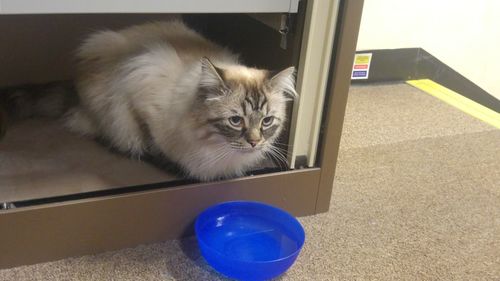 Portrait of cat sitting on table