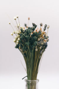 Close-up of flowers over white background