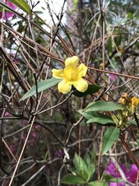 Close-up of yellow flowering plant