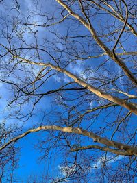 Low angle view of bare tree against clear blue sky