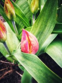 Close-up of red flowering plant