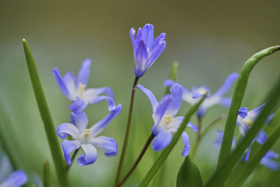 Close-up of purple crocus flowers