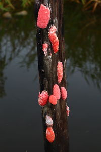 Close-up of red flowers on wooden post in lake