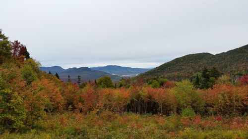 Trees on countryside landscape against mountain range