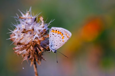 Close-up of butterfly pollinating on flower