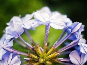 Close-up of fresh purple flowers blooming outdoors