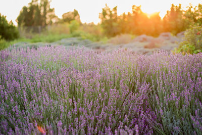 Purple flowering plants on field