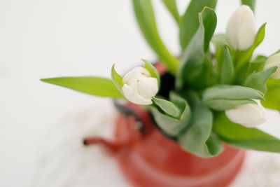 Close-up of flower