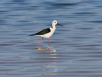 Black-winged stilt, himantopus himantopus, in the albufera de valencia, spain