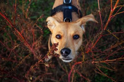 High angle view portrait of dog standing on land