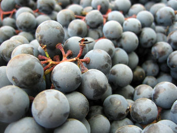 Full frame shot of blueberries