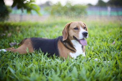Dog lying on grass