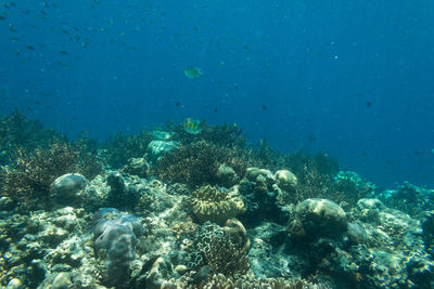 Fish swimming in sea