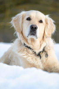 Close-up portrait of a dog