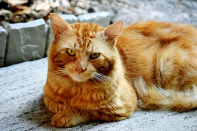 Portrait of ginger cat sitting outdoors