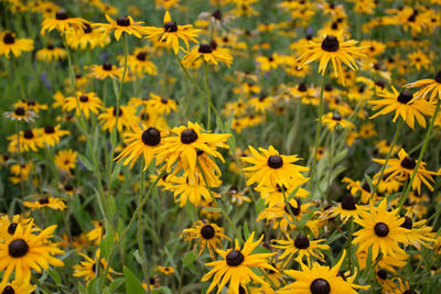 Close-up of yellow flowering plant