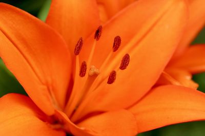 Close-up of orange lily