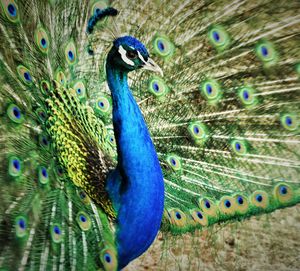 Close-up of peacock