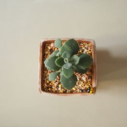 Directly above shot of potted plant on table
