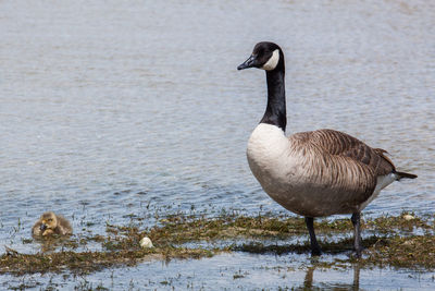 Canada goose with gosling at lakeshore