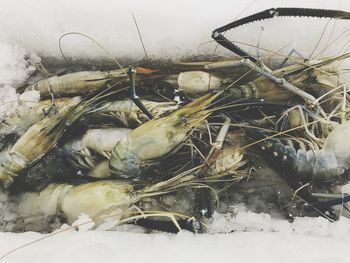 Close-up of crab on snow