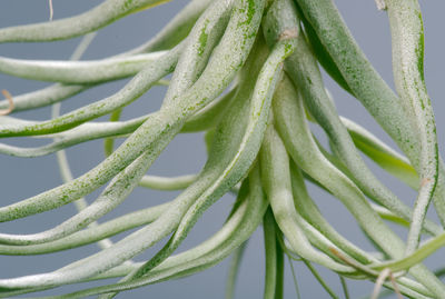 Close-up of fresh green leaves