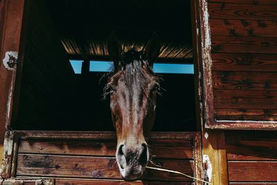 Close-up of horse in stable