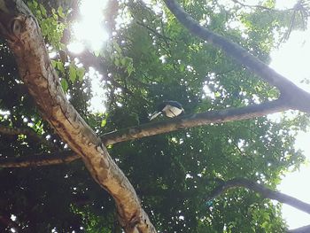 Low angle view of bird on tree against sky