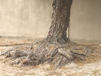 View of tree roots on field