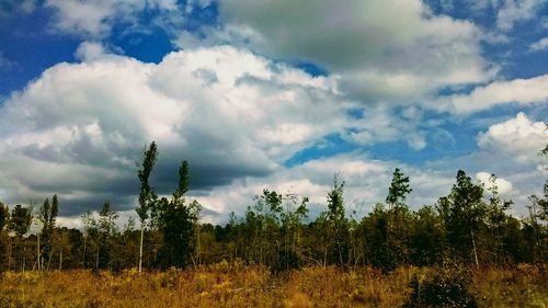 Panoramic shot of trees on field against sky