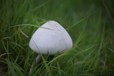 mushroom