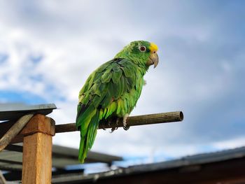 Close-up of parrot perching on wood against sky