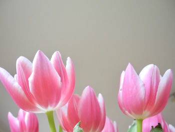 Close-up of pink flowers against white background