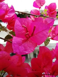 Close-up of wet pink rose flower